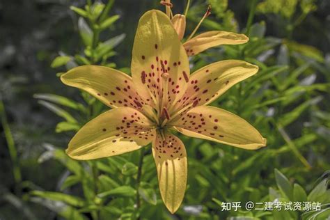 成为专业咨询工程师:探索21个关键领域