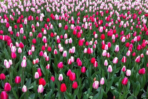 掌握荷兰语高级交流用语：为学员和家长提供的精要指南