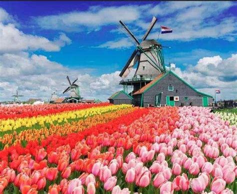 荷兰留学全攻略：为学员和家长揭秘前往风车之国的留学之旅